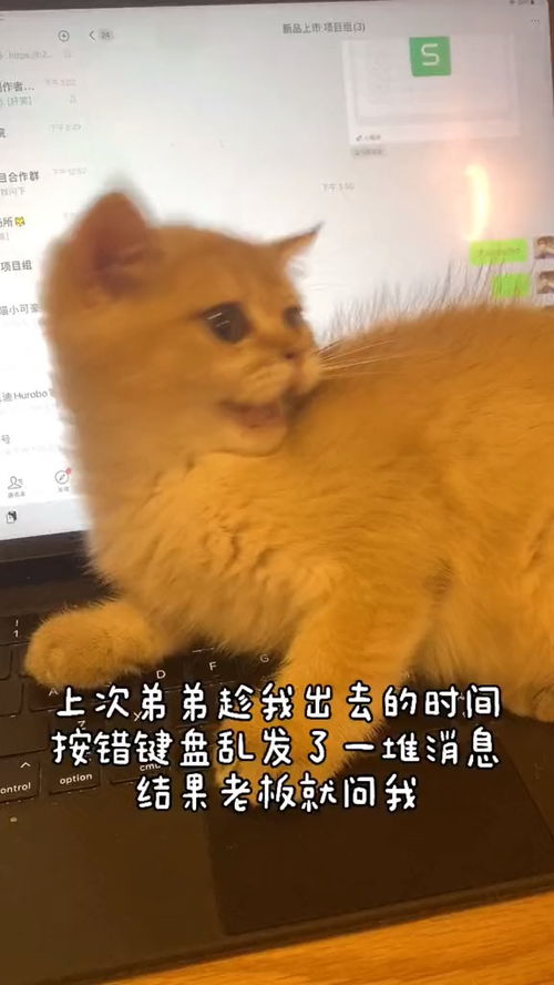 晶核怎么获得宠物猫