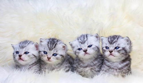 小时候宠物猫是怎么养的