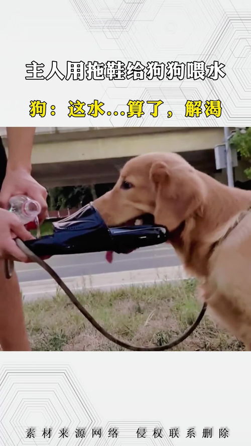宠物狗喂水工具怎么用的