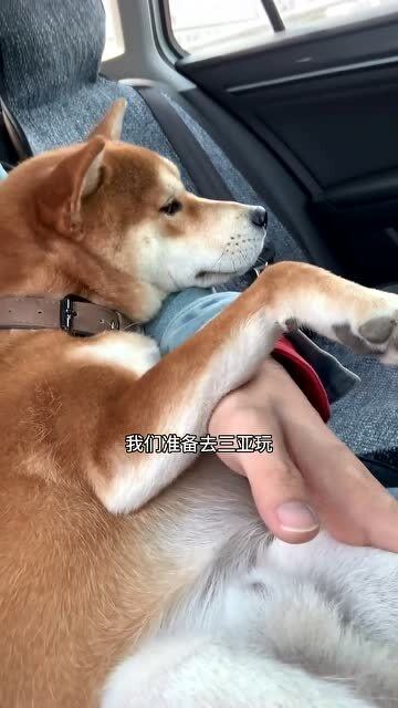 宠物狗不让我走了怎么办
