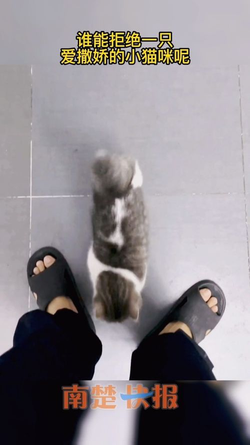 怎么拿捏宠物猫