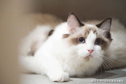 怎么画未来宠物猫