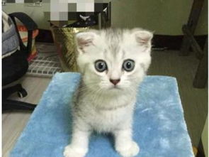 怎么照护小宠物猫