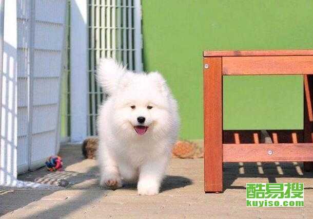 萨摩耶狗狗多少钱