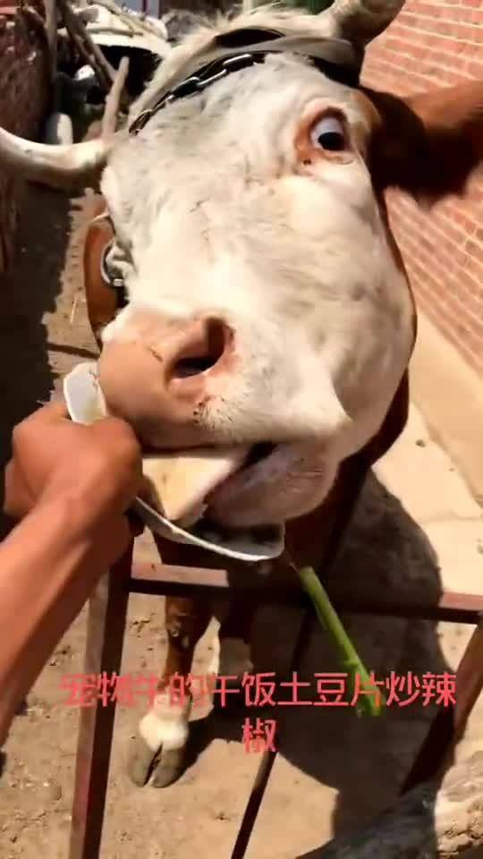 怎么养宠物狗卖给别人家