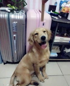 宠物狗笼子太臭了怎么办