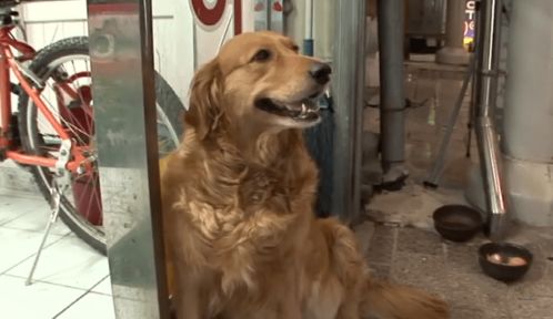 怎么在城里养宠物狗犬呢