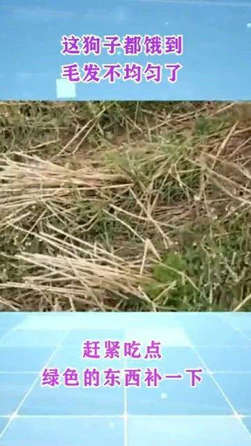 宠物狗毛发色不均匀怎么办