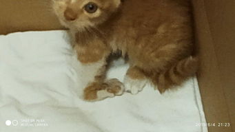 猫骨折了要多少钱