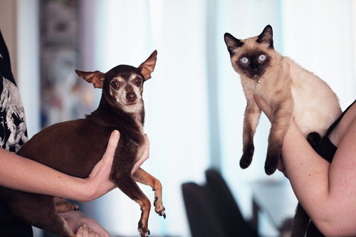 宠物狗短腿猫怎么养的活