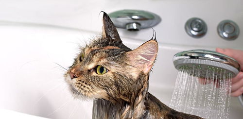 宠物猫洗澡怎么样的