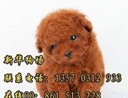 宠物狗卖出去怎么处理好