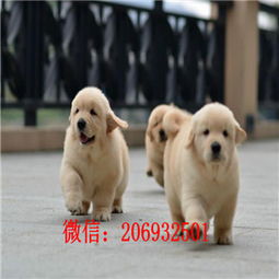金毛纯种幼犬价格多少