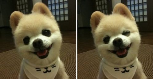 宠物狗的视线怎么看的清楚