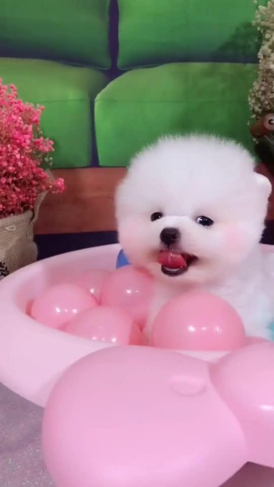 狗狗玩具球多少钱