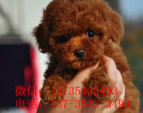 迷你泰迪犬宠物狗怎么养