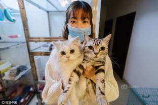 怎么获得更多宠物猫