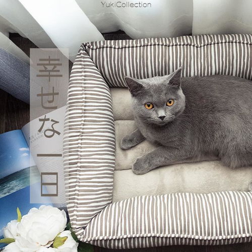 买宠物猫怎么选猫窝