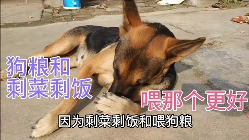 宠物狗吃家庭剩菜会怎么样