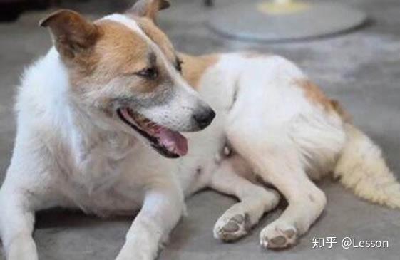 宠物狗被弃养后会怎么样