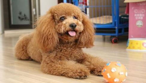 泰迪犬能活多少年