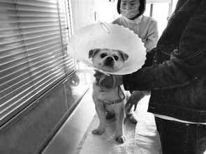 宠物狗看病贵怎么办啊