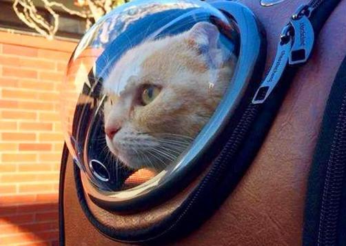 怎么带宠物猫出门溜达