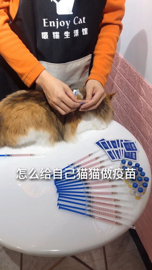 怎么找正规渠道购宠物狗