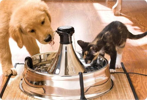 宠物狗喂多了食物怎么办