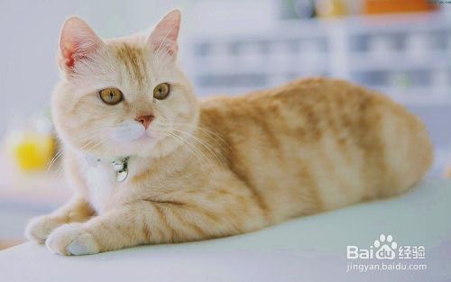 宠物猫的斤数怎么算