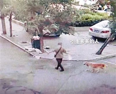 主人捡到宠物狗怎么办呢