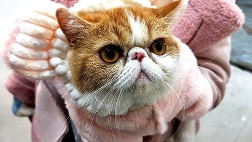 咖啡猫多少钱一只