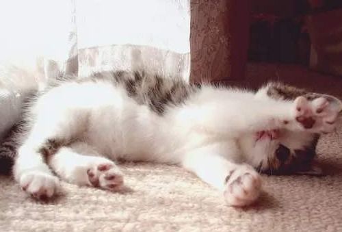宠物猫体内虫怎么来的呢