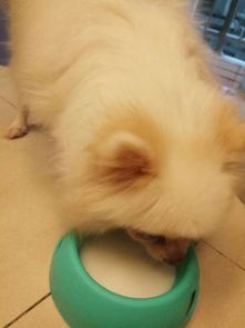 宠物狗有奶水不足怎么办