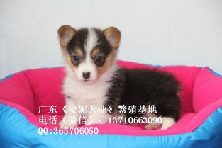 柯基宝宝宠物狗怎么养好