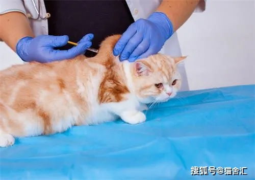 怎么繁育宠物猫