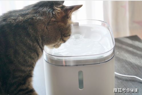 宠物狗过滤饮水机怎么用