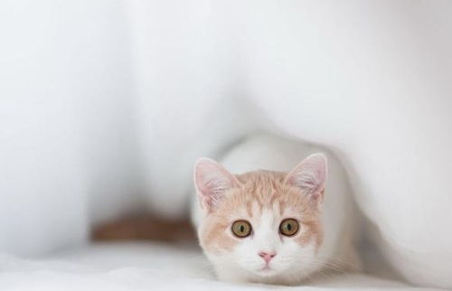 小孩怎么养宠物猫好看