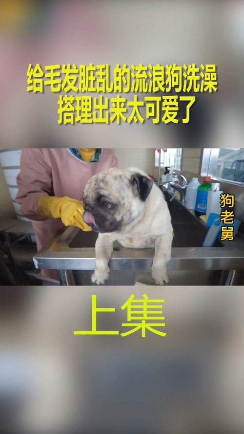 宠物狗不配合洗澡怎么办