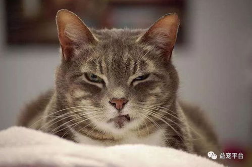 宠物猫怎么才会咬人呢