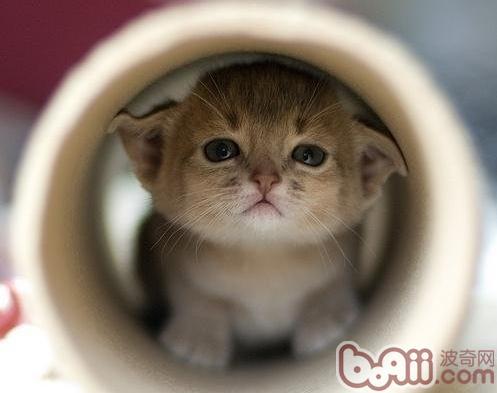 宠物猫怎么防止抓人