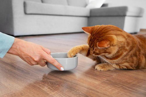 宠物猫怎么让他吃饭