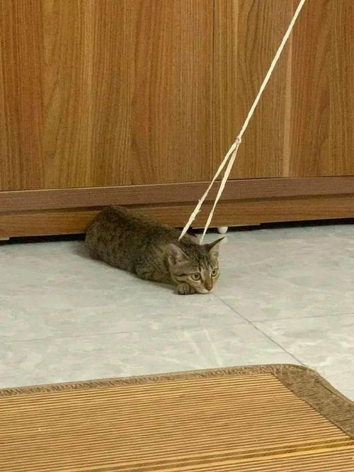 怎么用绳子拴住宠物猫