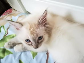 宠物猫血尿怎么办