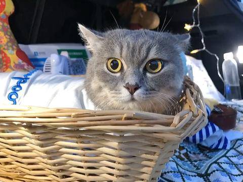 市集摆摊宠物猫怎么摆