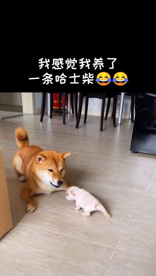 养的宠物狗太傻怎么办