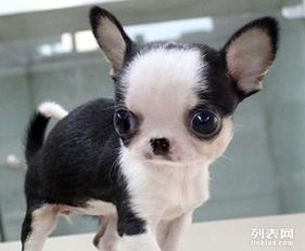 宠物狗的眼睛怎么养的大