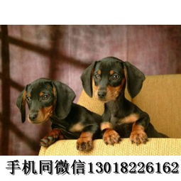 腊肠犬多少钱一只