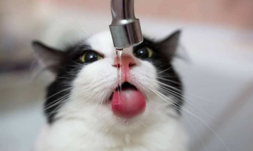 宠物猫怎么不喝水