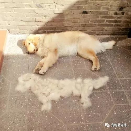 宠物狗掉毛怎么回事啊